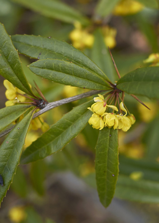 Berberis julianae