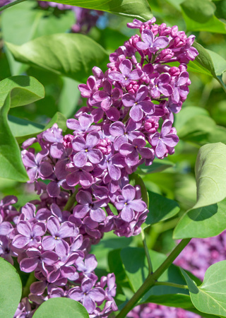 Syringa vulgaris