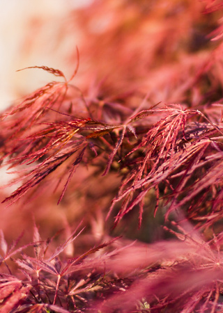 Acer dissectum Atropurpureum