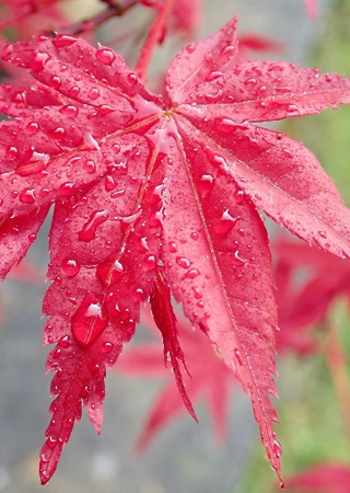 Acer palmatum Osakazuki