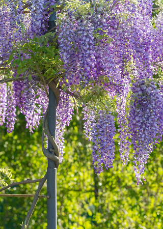 Wisteria