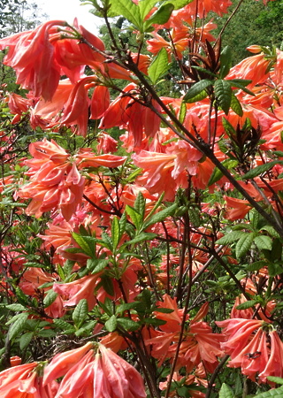 Azalea mollis