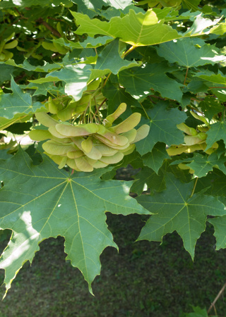 Acer platanoides