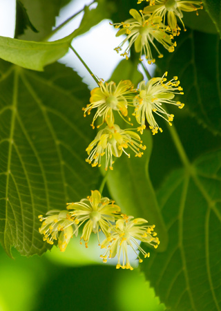 Tilia platyphyllos