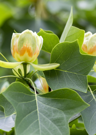 Liriodendron tulipifera