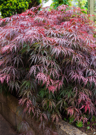 Acer dissectum Garnet