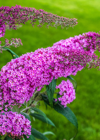 Buddleja davidii Fascinating