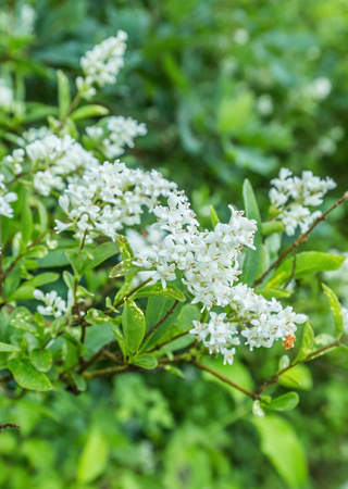 Ligustrum ovalifolium