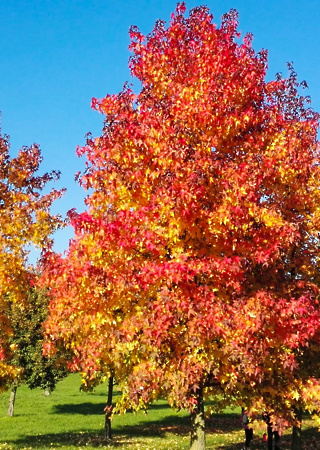 Liquidambar styraciflua Worplesdon