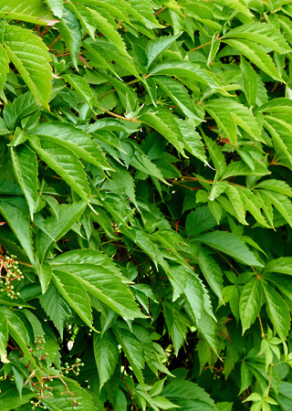 Parthenocissus quinquefolia