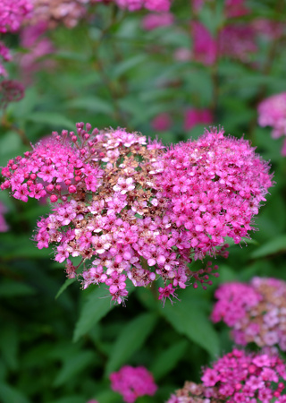 Spiraea bumalda Anthony waterer