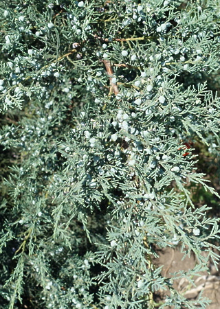 Juniperus media Pfitzeriana
