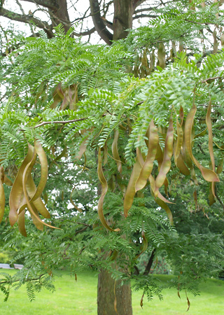 Gleditsia triacanthos