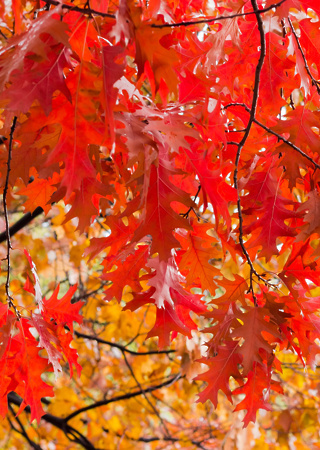 Quercus rubra