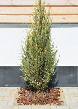 Juniperus scopolorum Skyrocket
