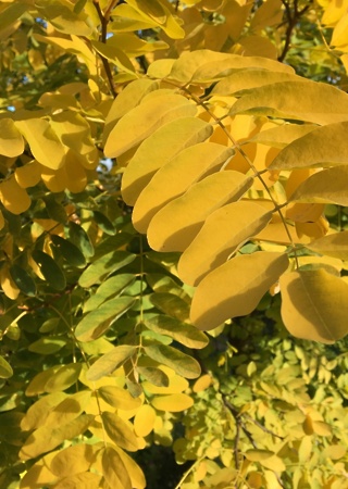 Robinia pseudoacacia Frisia