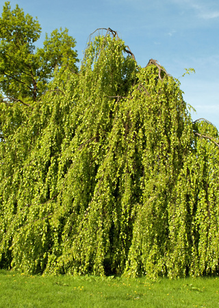 Fagus sylvatica Pendula