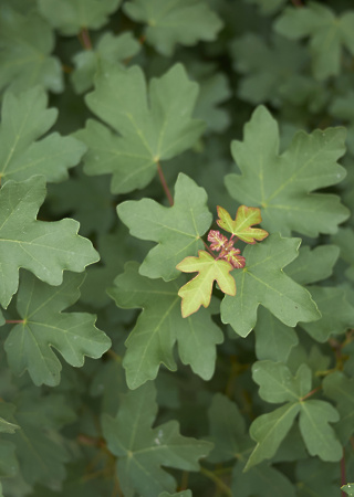 Acer campestre maklen