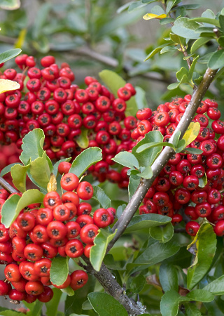 Pyracantha coccinea Red Column