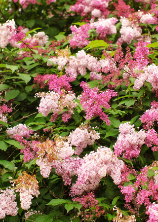 Syringa meyeri josee