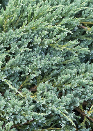 Juniperus squamata Green Carpet