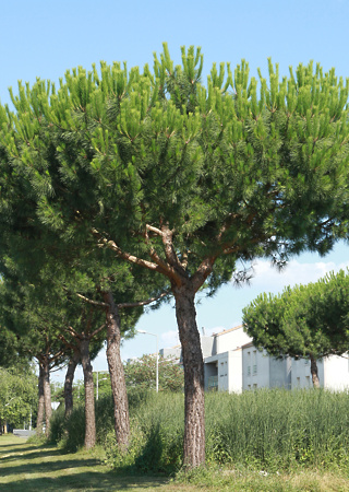 Pinus pinea