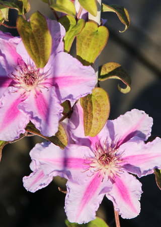 Clematis sp.