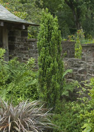 Ilex crenata Fastigiata