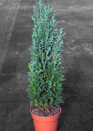 Chamaecyparis lawsoniana Elwoodii