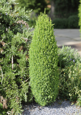 Juniperus communis Compressa