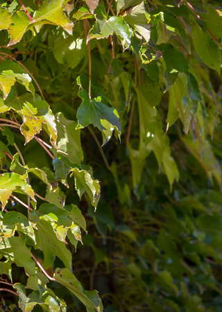 Parthenocissus tricuspidata Veitchii