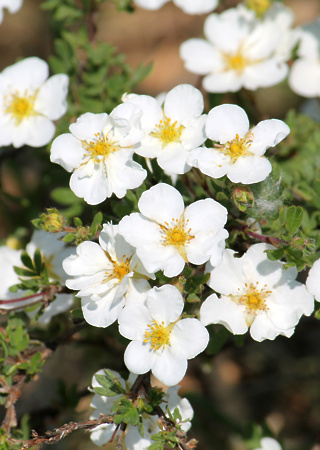 Potentilla fruticosa Abbotwood