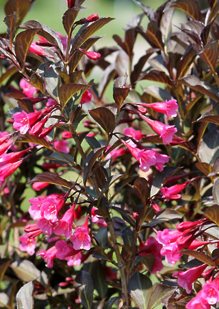 Weigela Naomi Campbel