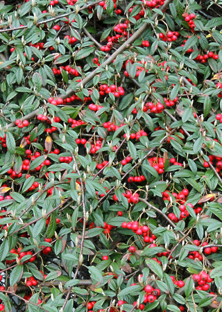 Cotoneaster salicifolius Parkteppich