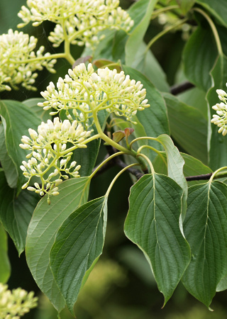 Cornus sangvinea