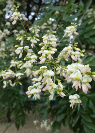 Sophora japonica