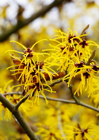 Hamamelis virginiana