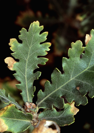 Quercus pubescens