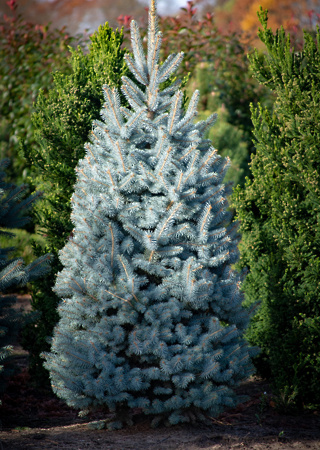 Picea pungens Hopsii