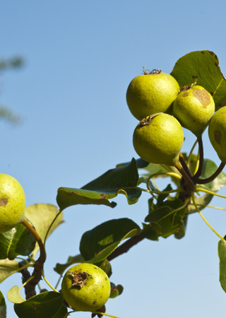 Pyrus pyraster