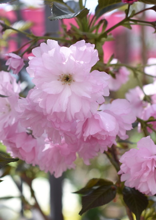 Prunus serulata Royal Burgundy