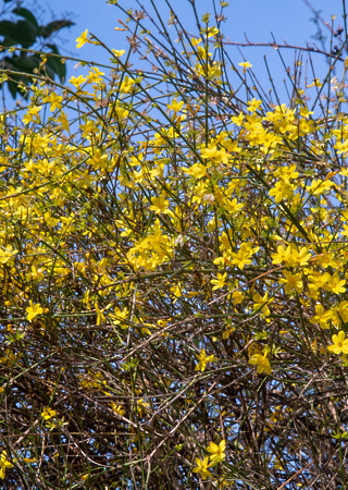 Jasminum nudiflorum