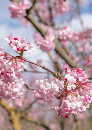 Viburnum bodnantense Down