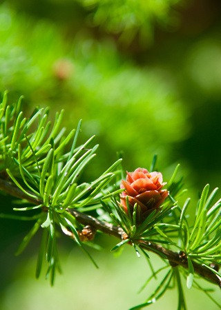 Larix kaempferi