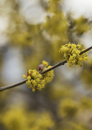 Cornus mass