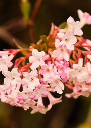 Viburnum farreri