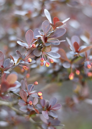 Berberis th. Rose Glow