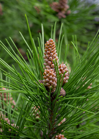 Pinus sylvestris