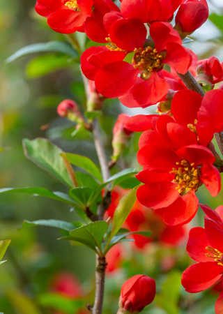 Chaenomeles japonica