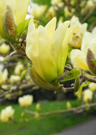 Magnolia brooklynensis Yelow River